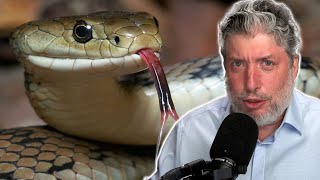 Why did Satan Appear as the Serpent in the Garden? Rabbi Tovia Singer Responds