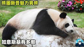 熊圈新晋魅力男熊，如意斯基自从有了老婆，这是再也不锻炼了吗【船长动物园】