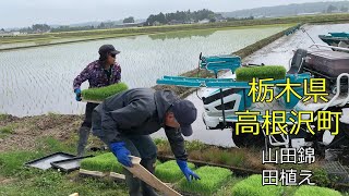 【栃木県高根沢町】⑤酒米「山田錦」の田植えの様子【令和4年5月】