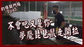 不會吧又是你！夢一ㄝˋ琵琶鼠走開啦！【釣爆開門場 EP 45】#新東洋釣蝦場《#鬼才GueiTsai》#台湾のエビShrimpfishinginTaiwan대만에서낚시