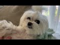 maltese morning routine 2 funny video betty