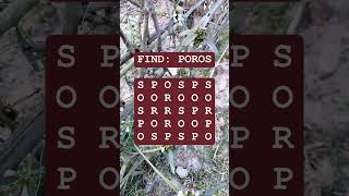 Observation Visual Test: 5 Seconds For You To Spot POROS. Try Your Skills!  #search #puzzle #shorts