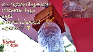 Cherutheneecha|ചെറുതേനീച്ചകളെ നിക്ഷേപിച്ചും കൂട് വിജയിപ്പിക്കാം#Kenikood #cheruthen #stinglessbee