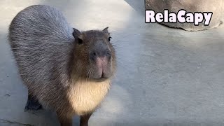 癒します　カピバラ劇場　Heal Capybara Theater