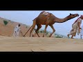 ऊंट से खेती की जुताई का अद्भुत दृश्य camel camel cart unt gadi unt gado