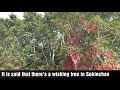 Attractions in Sekinchan, Selangor: The Wishing Tree