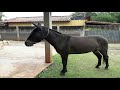 sonhar com burro se movendo montar ou ver alguém montar significa ter paciência em algo