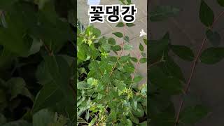 #은혜화훼판매장 #꽃댕강