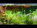 ピグミーグラミーを飼ってみました　 水草水槽　 ピグミーグラミー　 aquascape