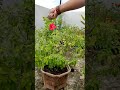 इस फ्री की चीज से तुलसी सर्दियों में भी रहेगी हरी भरी ।। tulsi plant care in winter tulsi tulsiplant