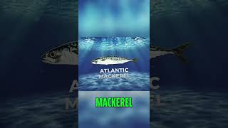 Are Atlantic Mackerel 🐟 the Superfood of the Sea? 🌊