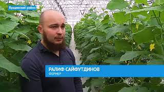 КФХ САЙФУТДИНОВА РАЛИФА ЭЛЬВИРОВИЧА. ТЕПЛИЧНЫЙ КОМПЛЕКС \