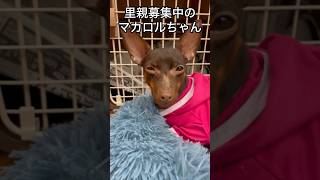 保護犬パーク長居店さんで、里親募集中のマカロルちゃんPart3#ミニチュアピンシャー #保護犬 #dog