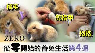 幼兔到家裡的第4週：學習抱抱、梳毛、剪指甲【從零開始的養兔生活】