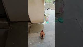 வீட்டில் முட்டை வைத்துவிட்டு போகும் பொது #shorts #trending #youtubeshort #Egg