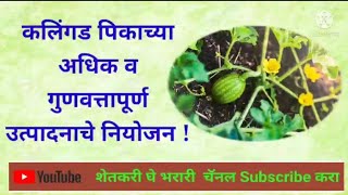 कलिंगड पिकाच्या अधिक व गुणवत्तापूर्ण उत्पादनाचे नियोजन ! Watermelon quality Production Tips