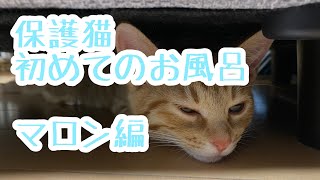 #保護猫#猫#保護猫初めてのお風呂#子猫 保護猫初めてのお風呂　マロン編