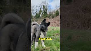 Are akitas the most stubborn dog beed? #shorts