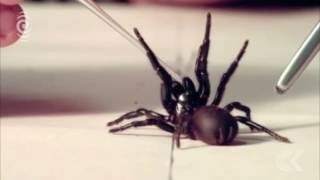 Aussies urged to capture deadly spiders for anti venom