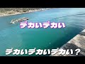 3.9野北は湧き湧きです。 釣り ＃野北漁港　＃アジ爆釣　 福岡釣り