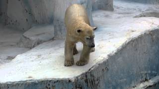 シロクマ　モモちゃん　天王寺動物園　Polar　bear