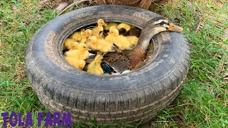 Wow! Duckling Hatching From Eggs In The Nest With Ducks Mom / 50 Ducklings #tolafarm