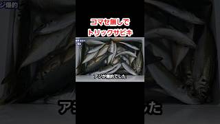 コマセ無しでトリックサビキをしたら？