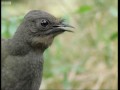 Attenborough the amazing Lyre Bird sings like a chainsaw! Now in high quality  BBC Earth