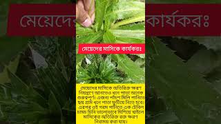 বিলাতি ধনিয়া পাতা #উদ্ভিদ_ও_অন্যান্য #agriculture #plants #nature