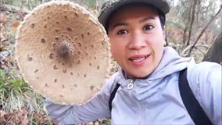 Funghi Porcini #ปีนเขาหาเห็ดผึ้งได้เยอะเกินคาด ได้เห็ดร่มมาอีกเพียบep182/2018