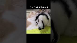 猫がいてニヤニヤが止まらない犬#shorts