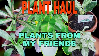 PLANT HAUL PLANTS FROM MY FRIENDS (ANDAMING BIGAY NA HALAMAN)