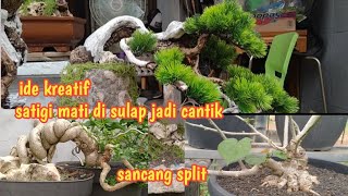 Inspirasi !!! Memanfaatkan Santigi Mati Di sulap Seperti Pohon Hidup/inspirasi Bonsai Sancang Split