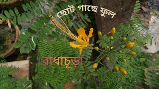 krishnachura / কৃষ্ণচূড়া/ radhachura/  বনসাই /ছোট গাছ /bansai/রাধাচূড়া