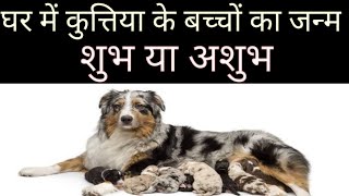 घर में कुत्तिया के प्रसव करने का क्या अर्थ होता है- Dog kids | ultimate knowledge