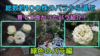 【総数約100株のバラから選ぶ！】育てて良かったバラ紹介🌹緑色のバラ編