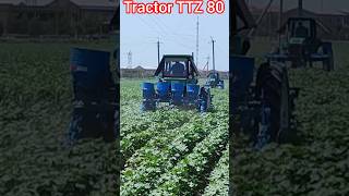 Tractor TTZ 80. #tractor #belarus #traktor #cotton #machinery