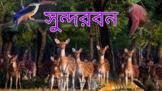 সুন্দরবনের সুন্দরতা প্রায় বিলুপ্তের পথে