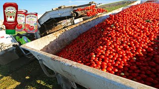 Tomatoes Harvesting Machine - Tomato Processing in Factory - How it made Canned Tomato, ketchup
