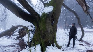 Winter Walk in a Fairytale Forest, Trickling Water \u0026 Snow Sounds