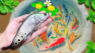 Catch Beautiful Strange Fish In Giant Colorful Eggs, Koi Fish, Betta Fish, Shrimp, Guppies, Crayfish