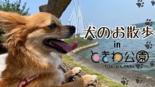 ときわ公園「犬のお散歩１」