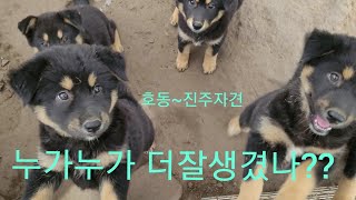 블랙탄진돗개 6쌍둥이 호동~진주 자견 성장기65일차.Korean Jindo Dog.