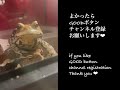 poisonous frogs that snap their mouths are cute💋🐸口をパクパクする毒カエルの赤ちゃんが可愛すぎる❤︎