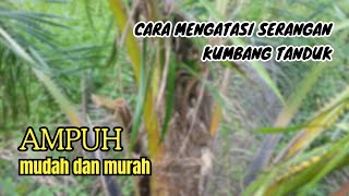 Cara mengatasi serangan hama kumbang tanduk! | sawit tbm