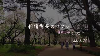 【4k】新宿御苑の桜　第2編　23.3.24