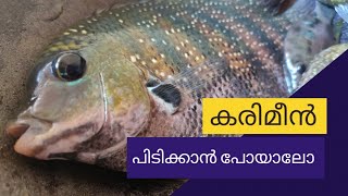 ഒരു കൊച്ചു കരിമീൻ പിടുത്തം. pearl spot fish hunting in kerala river. #fishing #hunting #kerala