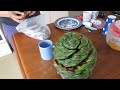 open bunya nut