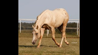 SOLD! SS Guapo Shiner- 2019 palomino stallion