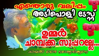 ഉമ്മർ ചാമ്പക്കയും മറ്റു ചാമ്പക്ക ഇനങ്ങളും, Ummer Champak tree varieties